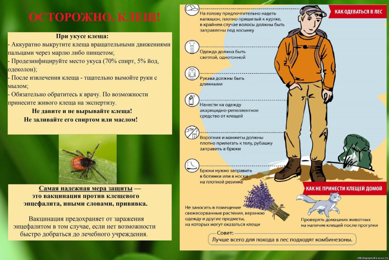 Осторожно, клещ!. Осторожно, клещ!.